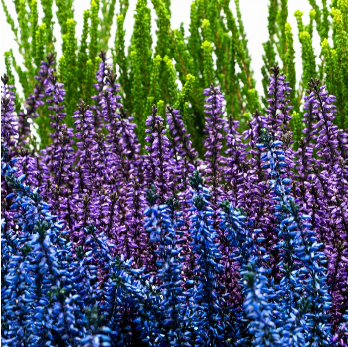 Besenheide MIX, Sommerheide, Heidekraut, Calluna Vulgaris, 9 Stück verschiedene Farben