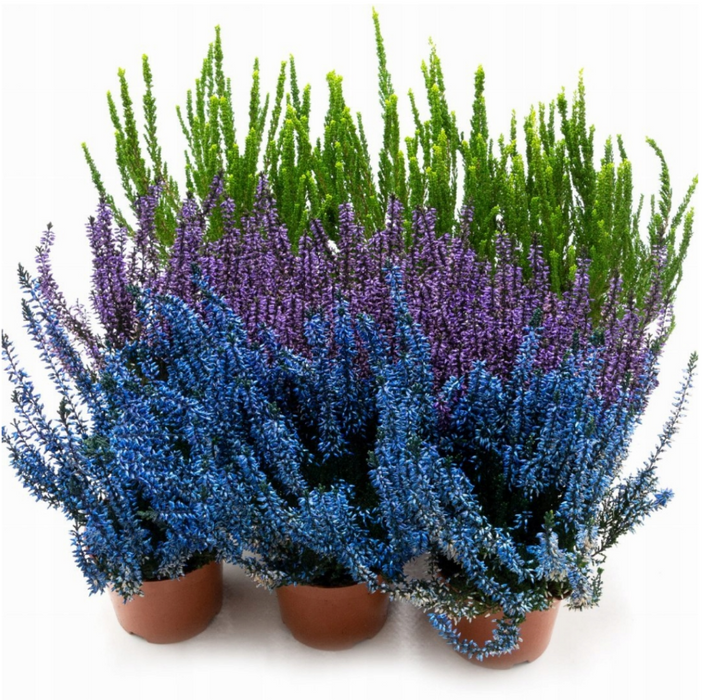 Besenheide MIX, Sommerheide, Heidekraut, Calluna Vulgaris, 9 Stück verschiedene Farben