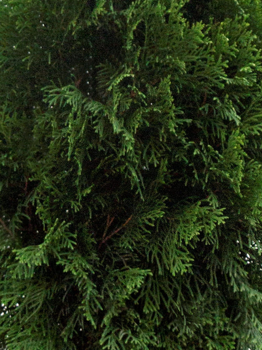 Thuja SMARAGD, Lebensbaum Heckenpflanze, 80-90 cm - 50 Stk.