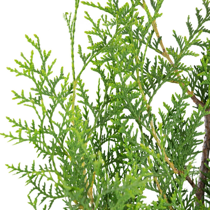 Thuja BRABANT, Lebensbaum Heckenpflanze, 180-200 cm, 10 Stück