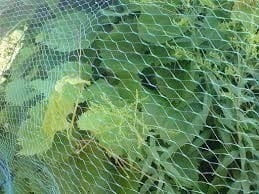 Bird Protection Net, Fruit Tree Net, Garden Net, 5mx10m, Green