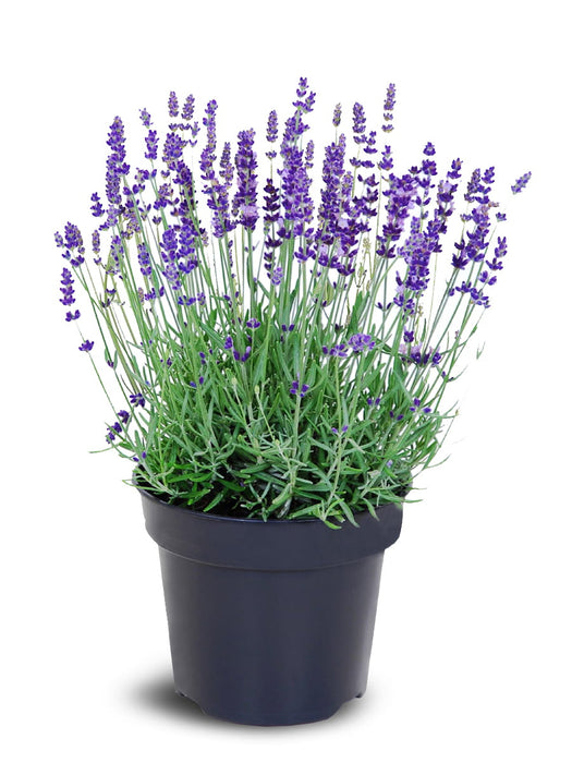 LAVANDE VRAIE Pourpre - Lavandula angustifolia 20 cm