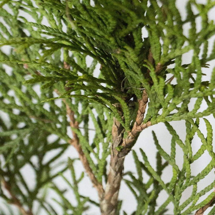 THUJA Emeraude arbre de vie pervenche en pot, semis 20-25 cm, 50 pièces