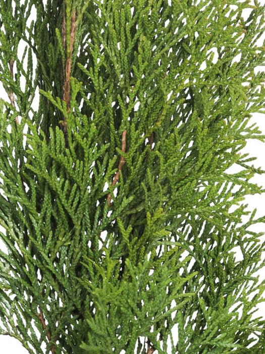THUJA Emeraude arbre de vie pervenche en pot, semis 20-25 cm, 50 pièces
