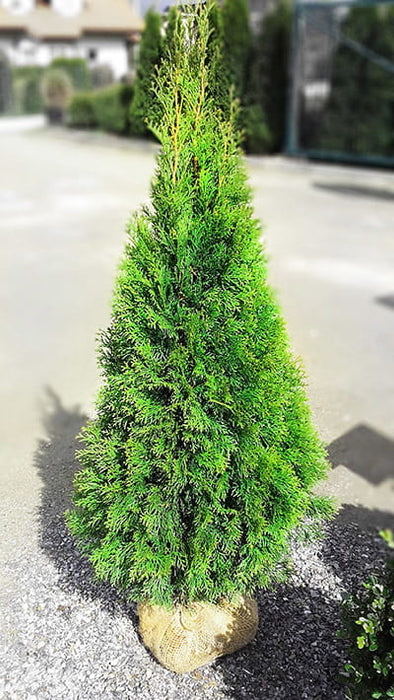 Thuja SMARAGD, tree of life hedge plant, 100-110 cm - 40 pcs.