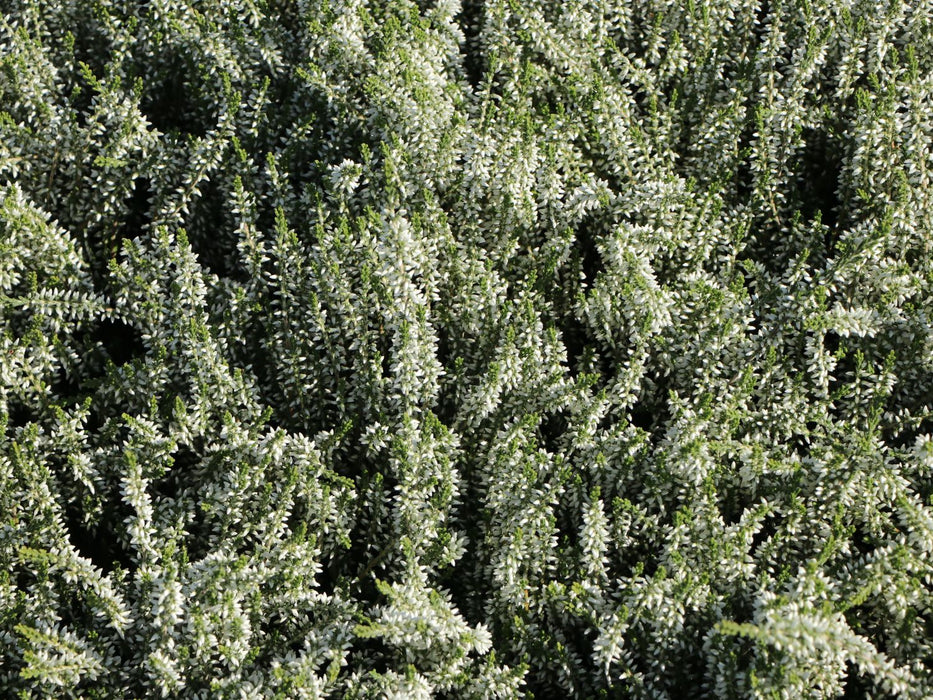 Broom heather, heather, summer heather Calluna vulgaris, BETTINA, 10 pieces 