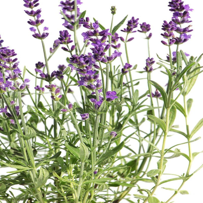 LAVANDE VRAIE Pourpre - Lavandula angustifolia 20 cm