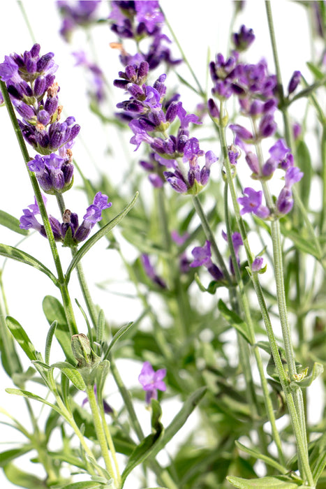 LAVANDE VRAIE Pourpre - Lavandula angustifolia 20 cm