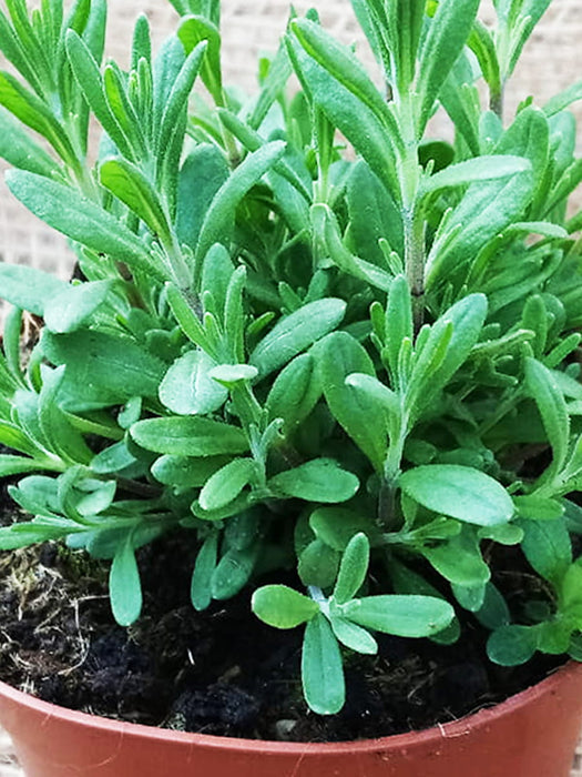 LAVANDE VRAIE Pourpre - Lavandula angustifolia 20 cm