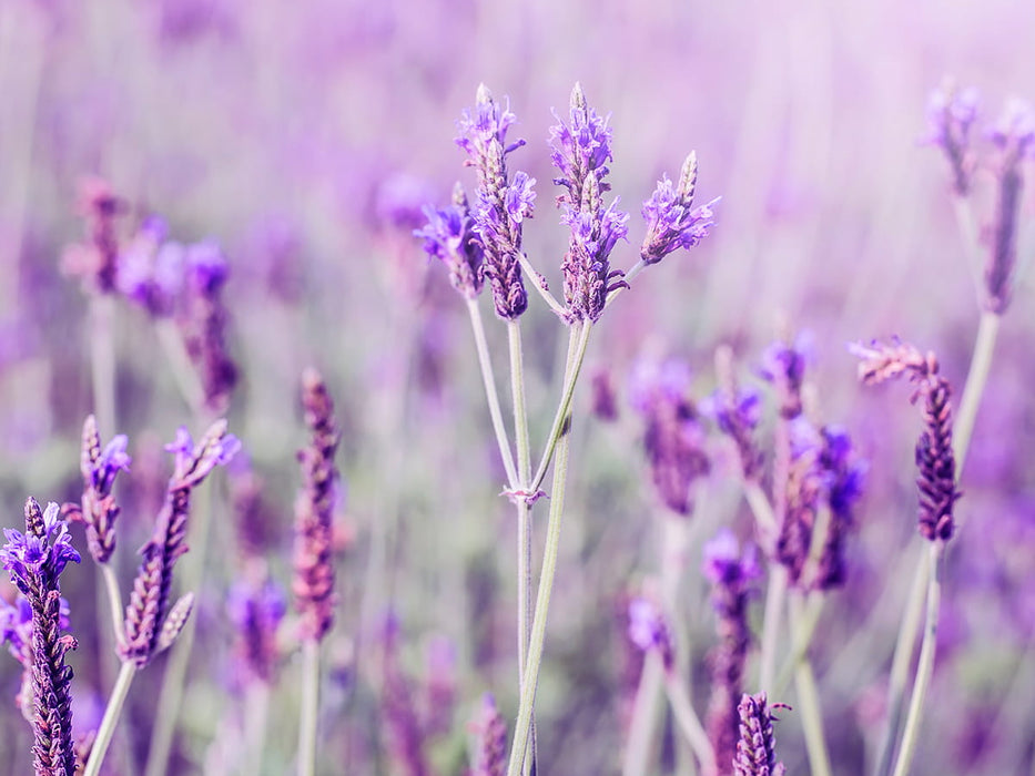 LAVANDE VRAIE Pourpre - Lavandula angustifolia 20 cm