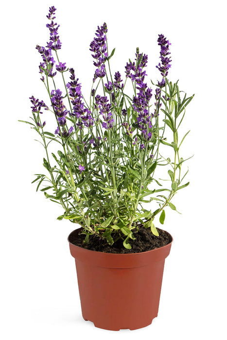 LAVANDE VRAIE Pourpre - Lavandula angustifolia 20 cm