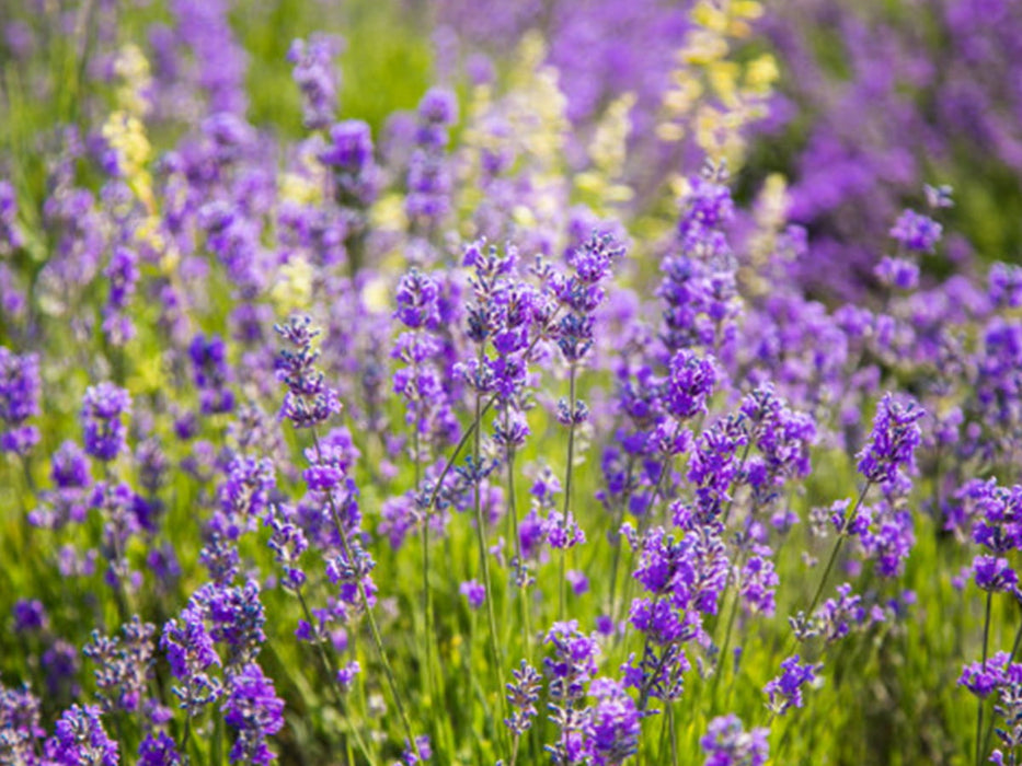 LAVANDE VRAIE Pourpre - Lavandula angustifolia 20 cm