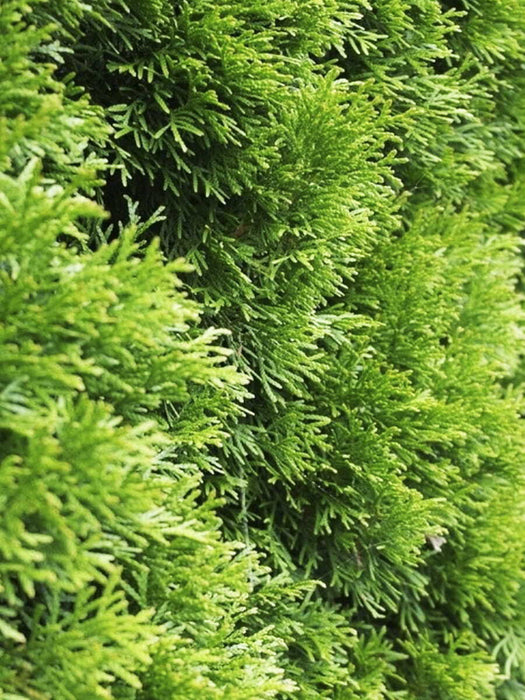 Thuja emerald life tree evergreen in the pot, seedlings 20-25 cm, 1 piece
