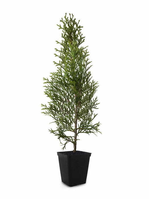 Thuja emerald life tree evergreen in the pot, seedlings 20-25 cm, 100 pieces