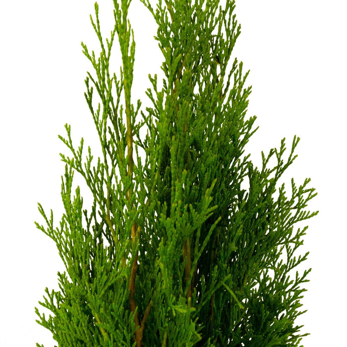 Thuja SMARAGD, plante de haie arbre de vie, 100-110 cm - 20 pcs.