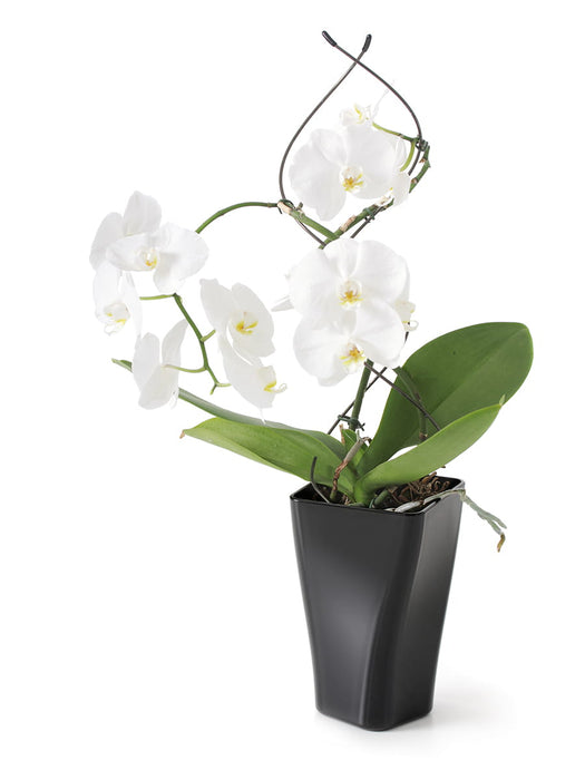 Pot d'orchidée, pot de fleurs, 12 x 20 cm, GardenPot, vert-transparent