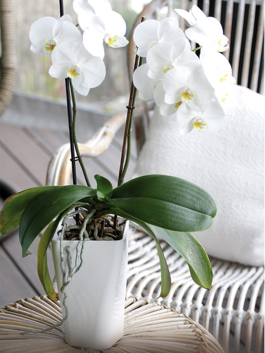Pot d'Orchidée Pot de Fleur 12x20cm GardenPot Jaune Transparent