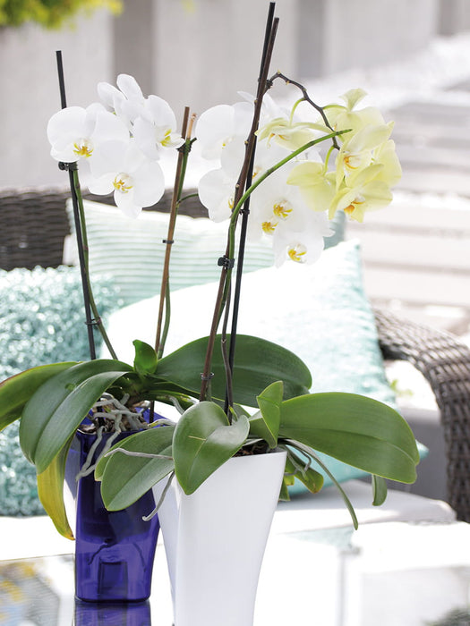 Pot d'Orchidée Pot de Fleur 12x20cm GardenPot Jaune Transparent